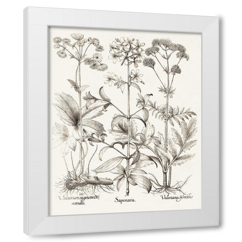 Sepia Besler Botanicals VII White Modern Wood Framed Art Print by Besler, Basilius