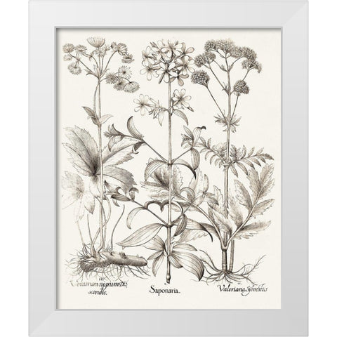 Sepia Besler Botanicals VII White Modern Wood Framed Art Print by Besler, Basilius