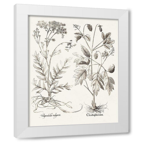 Sepia Besler Botanicals VIII White Modern Wood Framed Art Print by Besler, Basilius