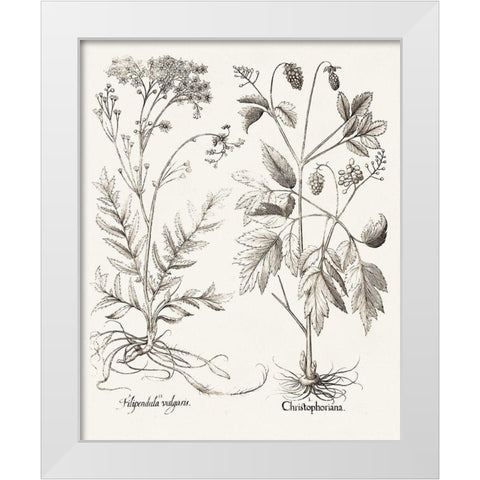 Sepia Besler Botanicals VIII White Modern Wood Framed Art Print by Besler, Basilius
