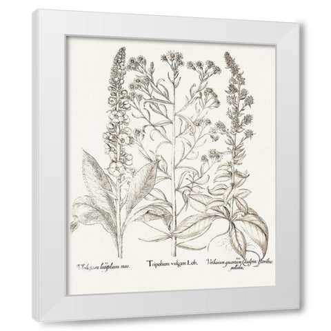 Sepia Besler Botanicals IX White Modern Wood Framed Art Print by Besler, Basilius