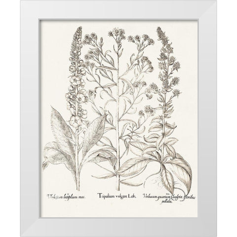 Sepia Besler Botanicals IX White Modern Wood Framed Art Print by Besler, Basilius