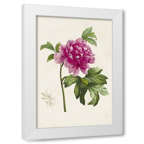 Pretty Pink Botanicals I White Modern Wood Framed Art Print by Unknown