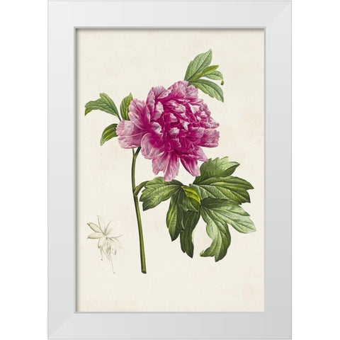Pretty Pink Botanicals I White Modern Wood Framed Art Print by Unknown