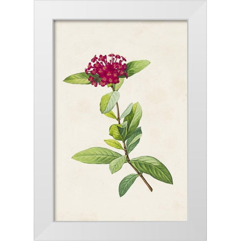 Pretty Pink Botanicals II White Modern Wood Framed Art Print by Unknown