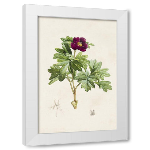 Pretty Pink Botanicals III White Modern Wood Framed Art Print by Unknown