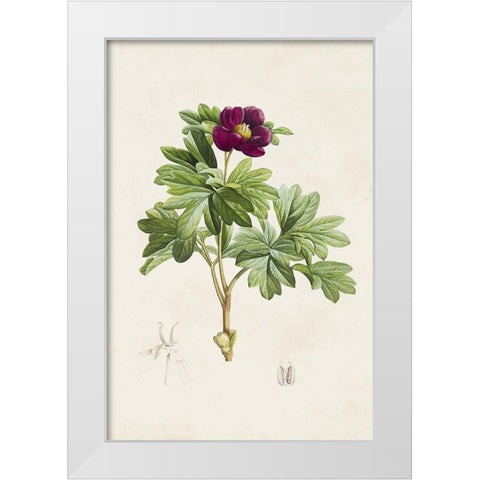 Pretty Pink Botanicals III White Modern Wood Framed Art Print by Unknown
