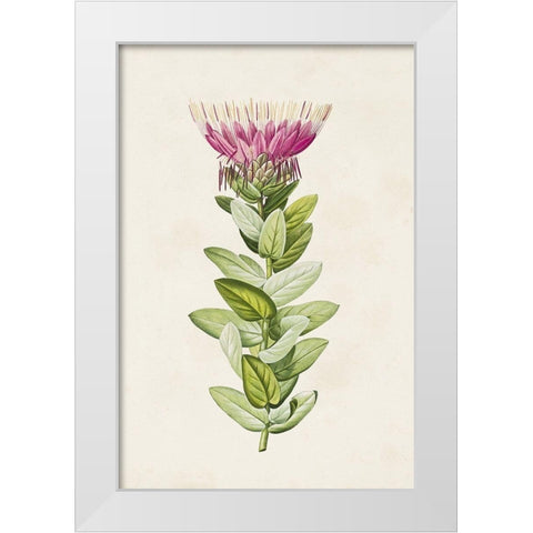 Pretty Pink Botanicals IV White Modern Wood Framed Art Print by Unknown