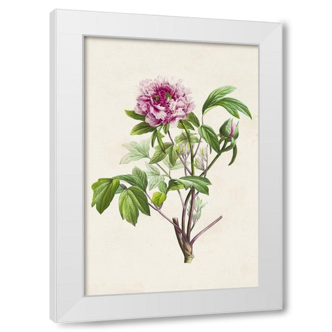 Pretty Pink Botanicals V White Modern Wood Framed Art Print by Unknown