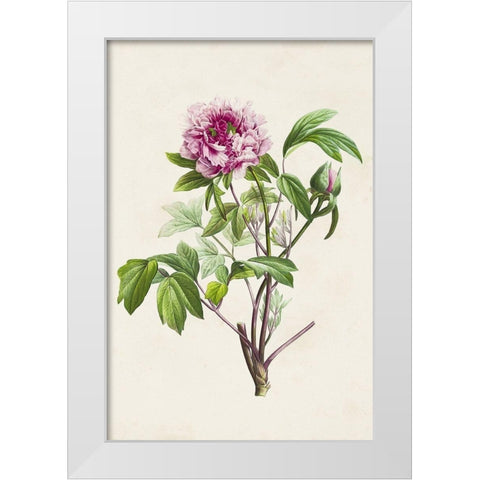 Pretty Pink Botanicals V White Modern Wood Framed Art Print by Unknown