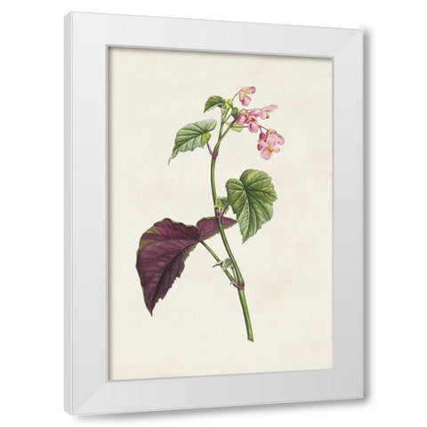 Pretty Pink Botanicals VI White Modern Wood Framed Art Print by Unknown