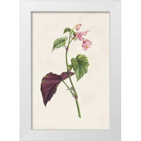 Pretty Pink Botanicals VI White Modern Wood Framed Art Print by Unknown