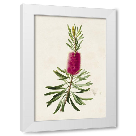 Pretty Pink Botanicals VII White Modern Wood Framed Art Print by Unknown