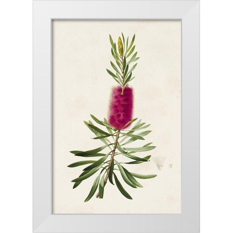 Pretty Pink Botanicals VII White Modern Wood Framed Art Print by Unknown