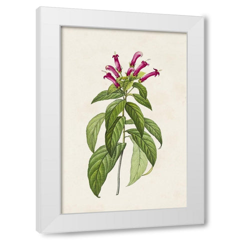 Pretty Pink Botanicals VIII White Modern Wood Framed Art Print by Unknown