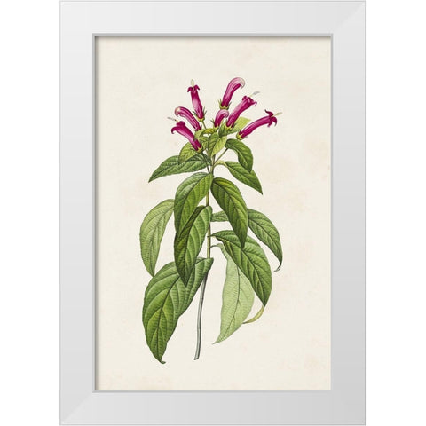 Pretty Pink Botanicals VIII White Modern Wood Framed Art Print by Unknown