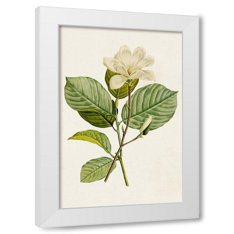 Magnolia Flowers I White Modern Wood Framed Art Print by Unknown