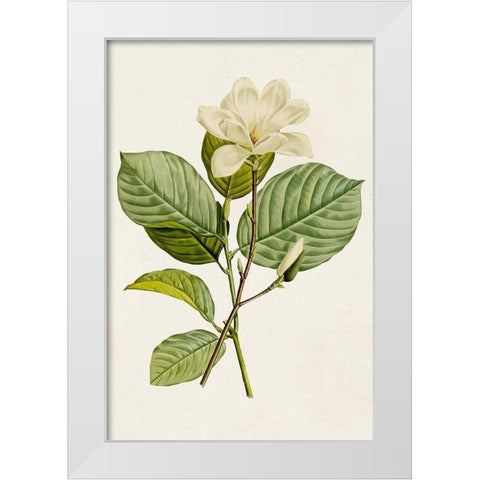 Magnolia Flowers I White Modern Wood Framed Art Print by Unknown