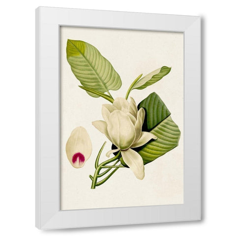 Magnolia Flowers II White Modern Wood Framed Art Print by Unknown