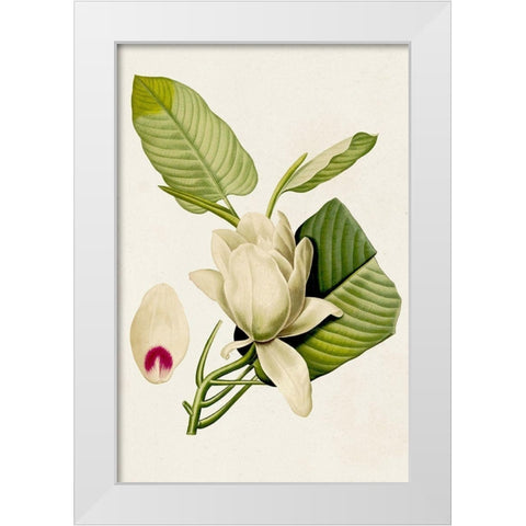 Magnolia Flowers II White Modern Wood Framed Art Print by Unknown