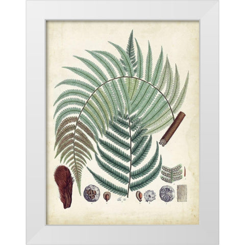 Collected Ferns I White Modern Wood Framed Art Print by Unknown