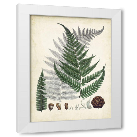 Collected Ferns II White Modern Wood Framed Art Print by Unknown