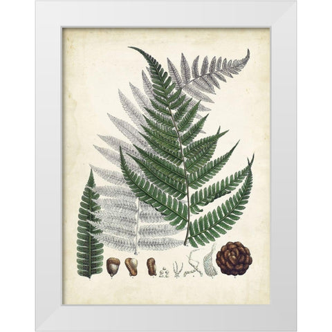 Collected Ferns II White Modern Wood Framed Art Print by Unknown