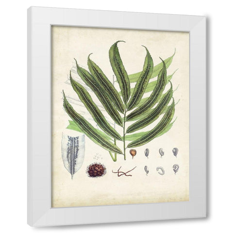 Collected Ferns III White Modern Wood Framed Art Print by Unknown
