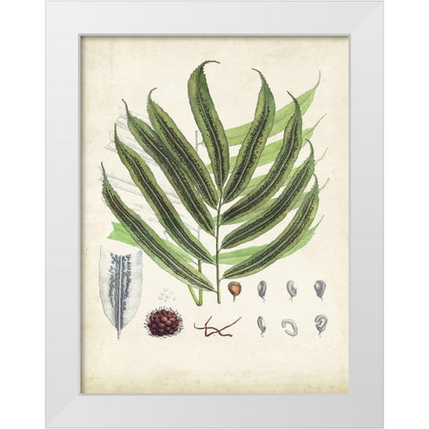 Collected Ferns III White Modern Wood Framed Art Print by Unknown
