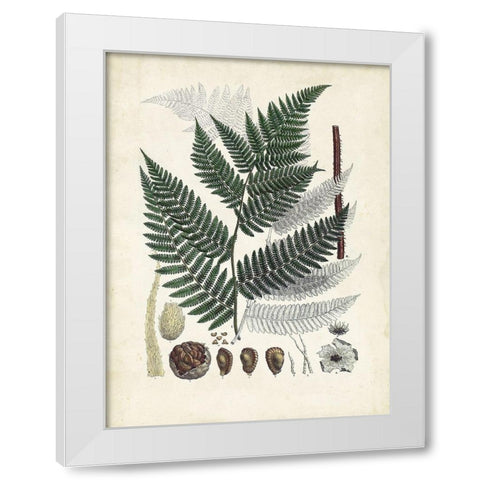 Collected Ferns IV White Modern Wood Framed Art Print by Unknown