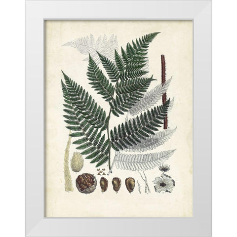Collected Ferns IV White Modern Wood Framed Art Print by Unknown