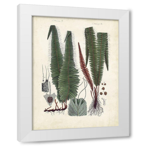 Collected Ferns V White Modern Wood Framed Art Print by Unknown