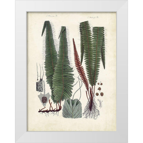 Collected Ferns V White Modern Wood Framed Art Print by Unknown