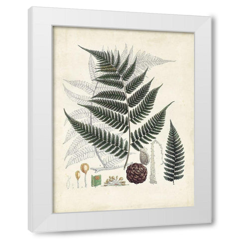 Collected Ferns VI White Modern Wood Framed Art Print by Unknown