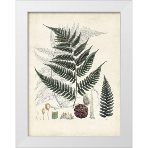 Collected Ferns VI White Modern Wood Framed Art Print by Unknown
