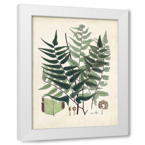 Collected Ferns VII White Modern Wood Framed Art Print by Unknown