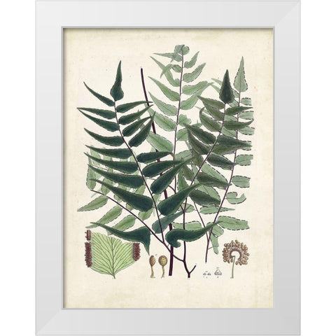 Collected Ferns VII White Modern Wood Framed Art Print by Unknown