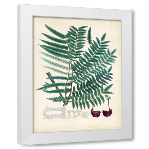 Collected Ferns VIII White Modern Wood Framed Art Print by Unknown