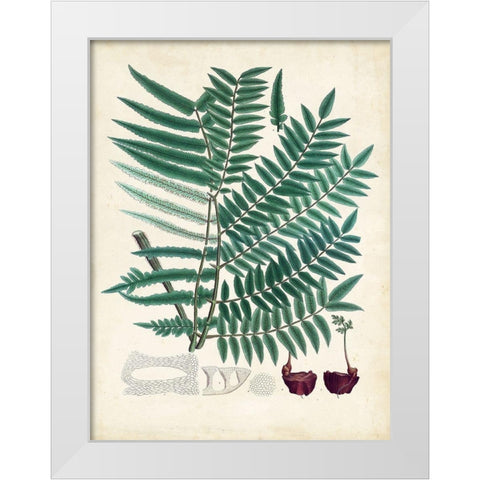 Collected Ferns VIII White Modern Wood Framed Art Print by Unknown