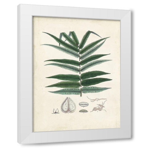 Collected Ferns IX White Modern Wood Framed Art Print by Unknown