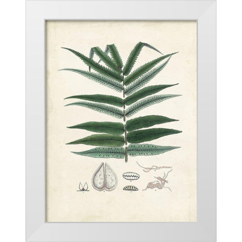 Collected Ferns IX White Modern Wood Framed Art Print by Unknown