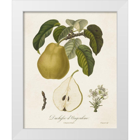 Vintage Pears I White Modern Wood Framed Art Print by de Langlois