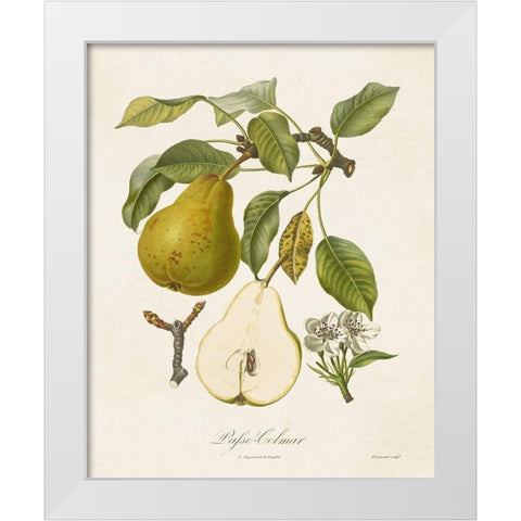 Vintage Pears II White Modern Wood Framed Art Print by de Langlois