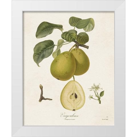 Vintage Pears III White Modern Wood Framed Art Print by de Langlois