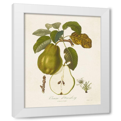 Vintage Pears IV White Modern Wood Framed Art Print by de Langlois