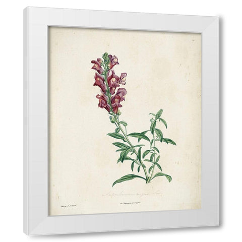 Traditional Botanical I White Modern Wood Framed Art Print by de Langlois