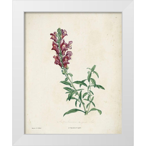 Traditional Botanical I White Modern Wood Framed Art Print by de Langlois