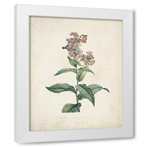 Traditional Botanical II White Modern Wood Framed Art Print by de Langlois