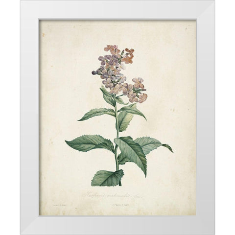 Traditional Botanical II White Modern Wood Framed Art Print by de Langlois
