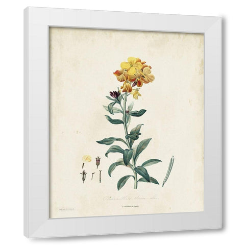 Traditional Botanical III White Modern Wood Framed Art Print by de Langlois